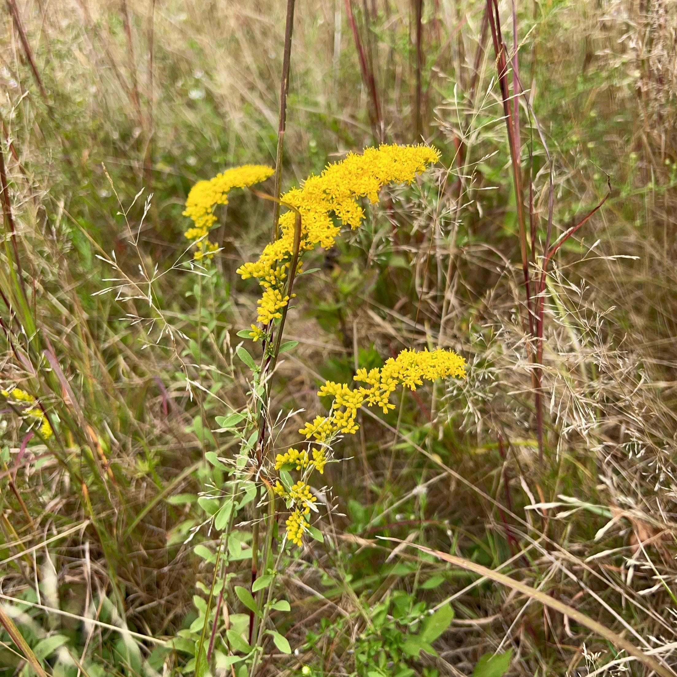 Solidago nemoralis ssp. nemoralis
