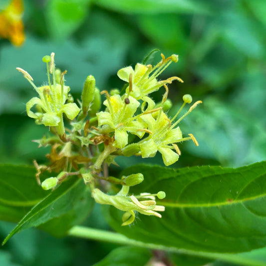 Diervilla lonicera - bush honeysuckle