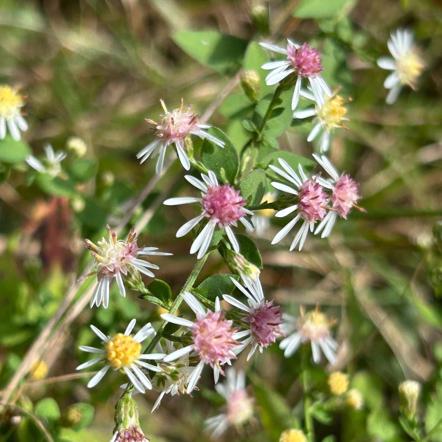 Symphyotrichum lateriflorum