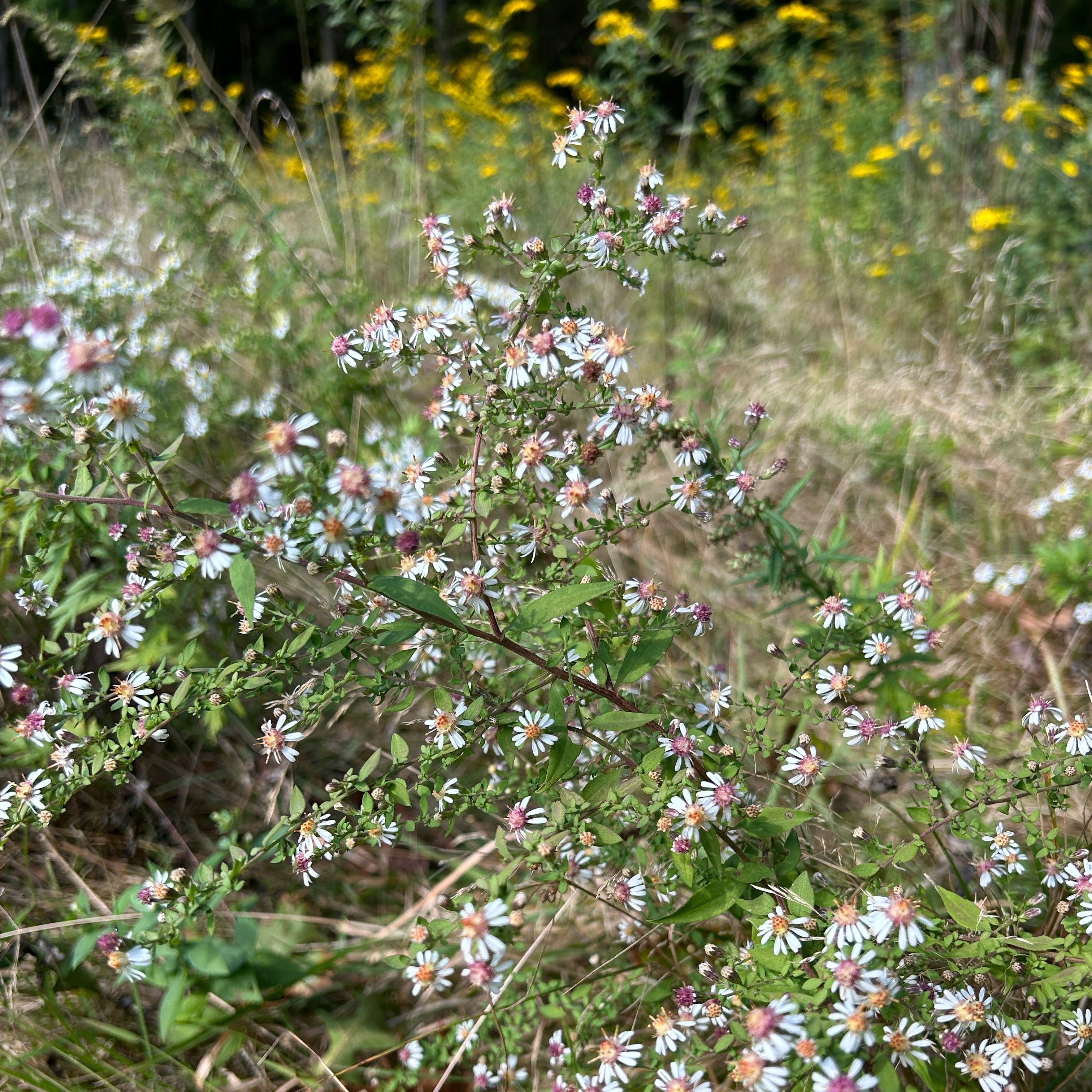 Symphyotrichum lateriflorum
