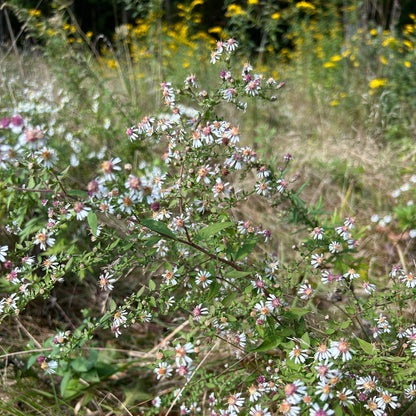 Symphyotrichum lateriflorum