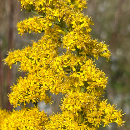 Solidago nemoralis