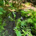 Scutellaria lateriflora