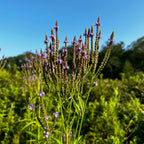 Verbena hastata
