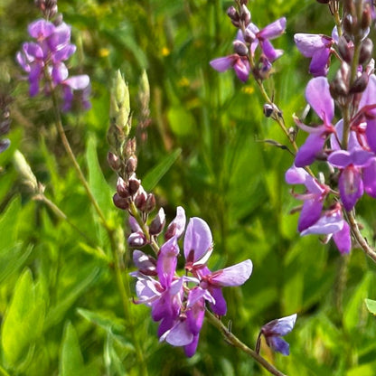 Desmodium canadense