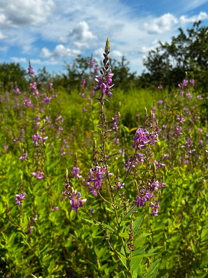 Desmodium canadense