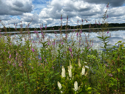 Desmodium canadense