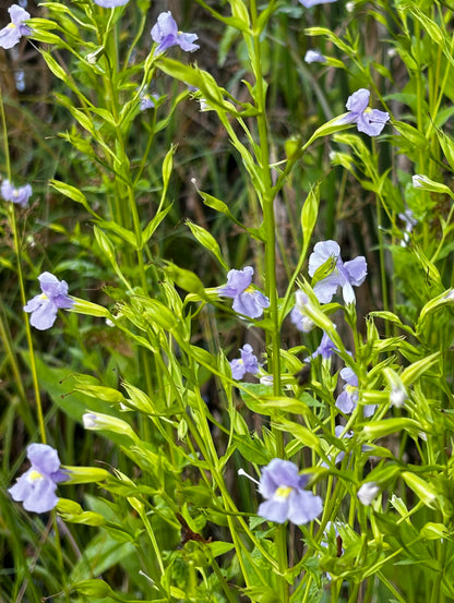 Mimulus ringens