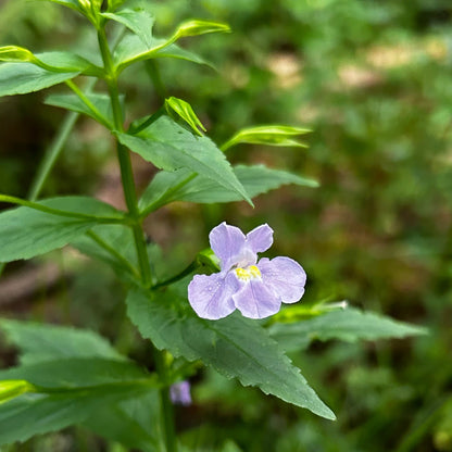 Mimulus ringens