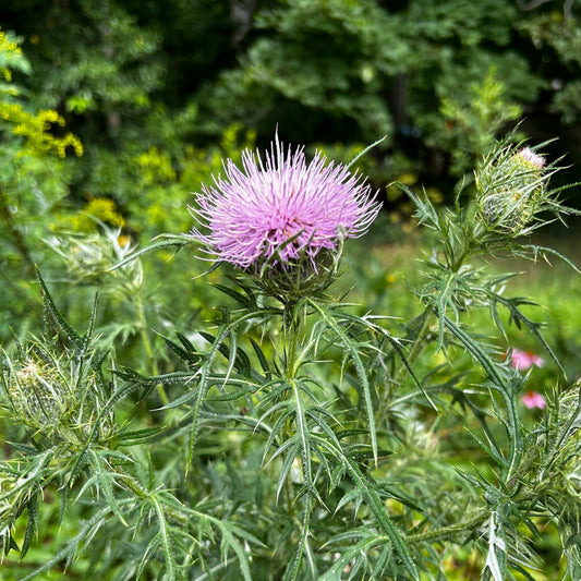 Cirsium discolor - field thistle