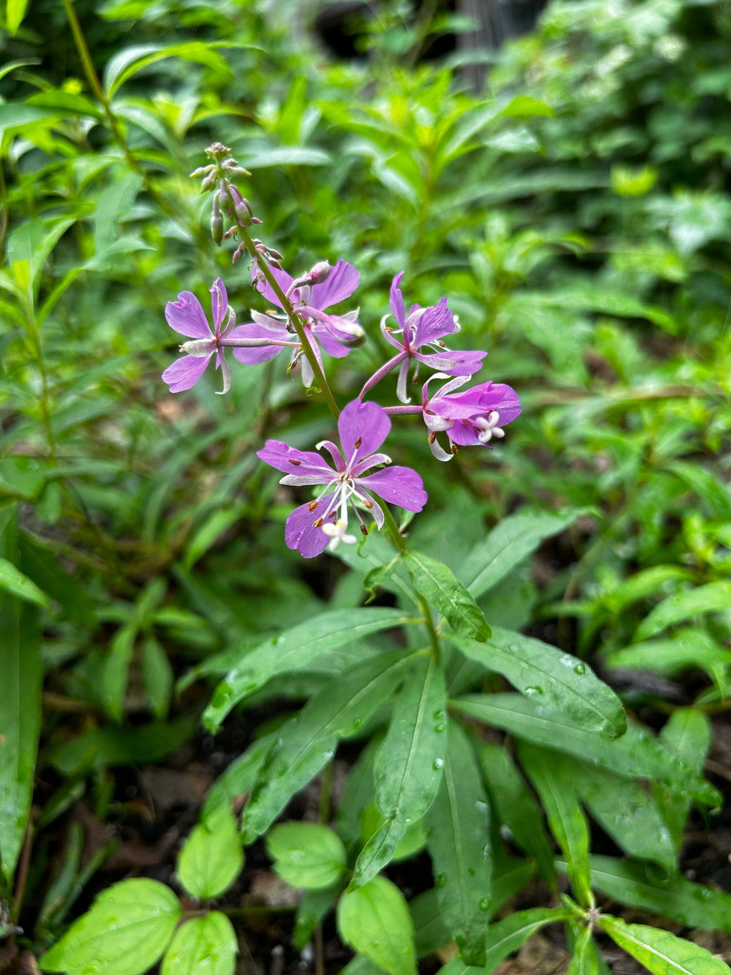 Chamerion angustifolium