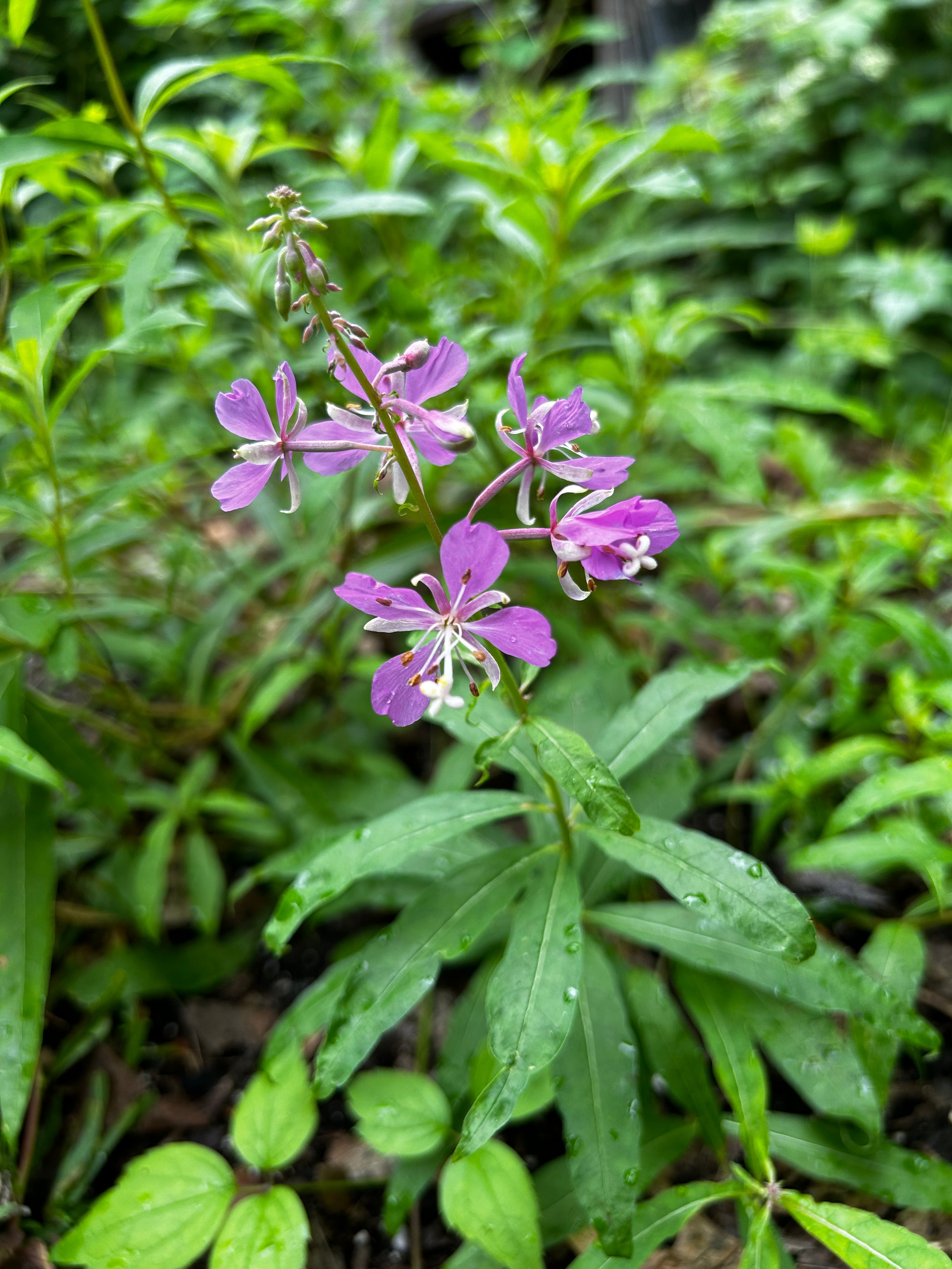 Chamerion angustifolium