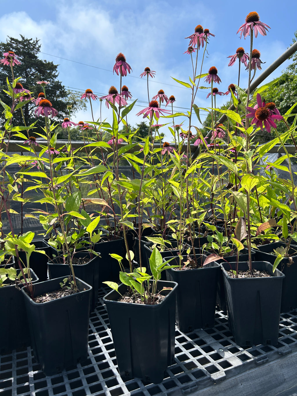 SALE: Echinacea purpurea