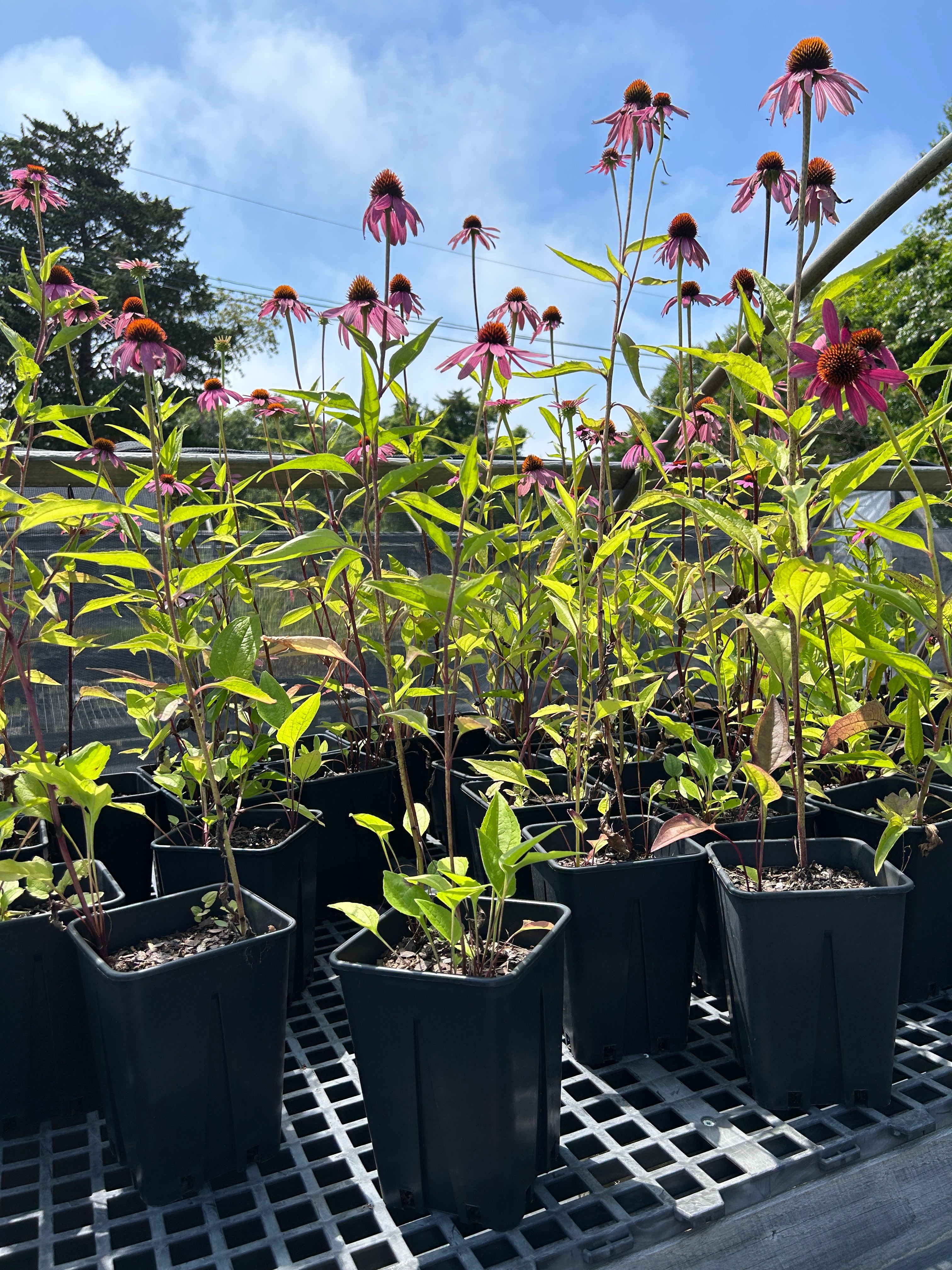 SALE: Echinacea purpurea