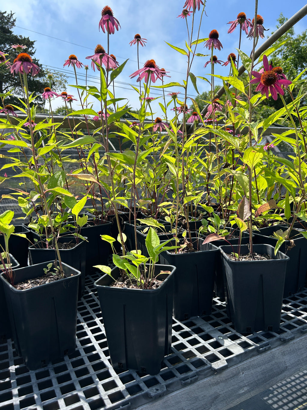 SALE: Echinacea purpurea