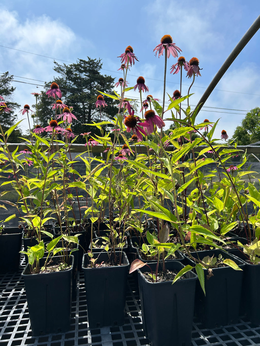 SALE: Echinacea purpurea
