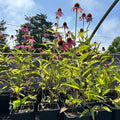 SALE: Echinacea purpurea