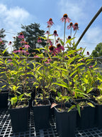 SALE: Echinacea purpurea