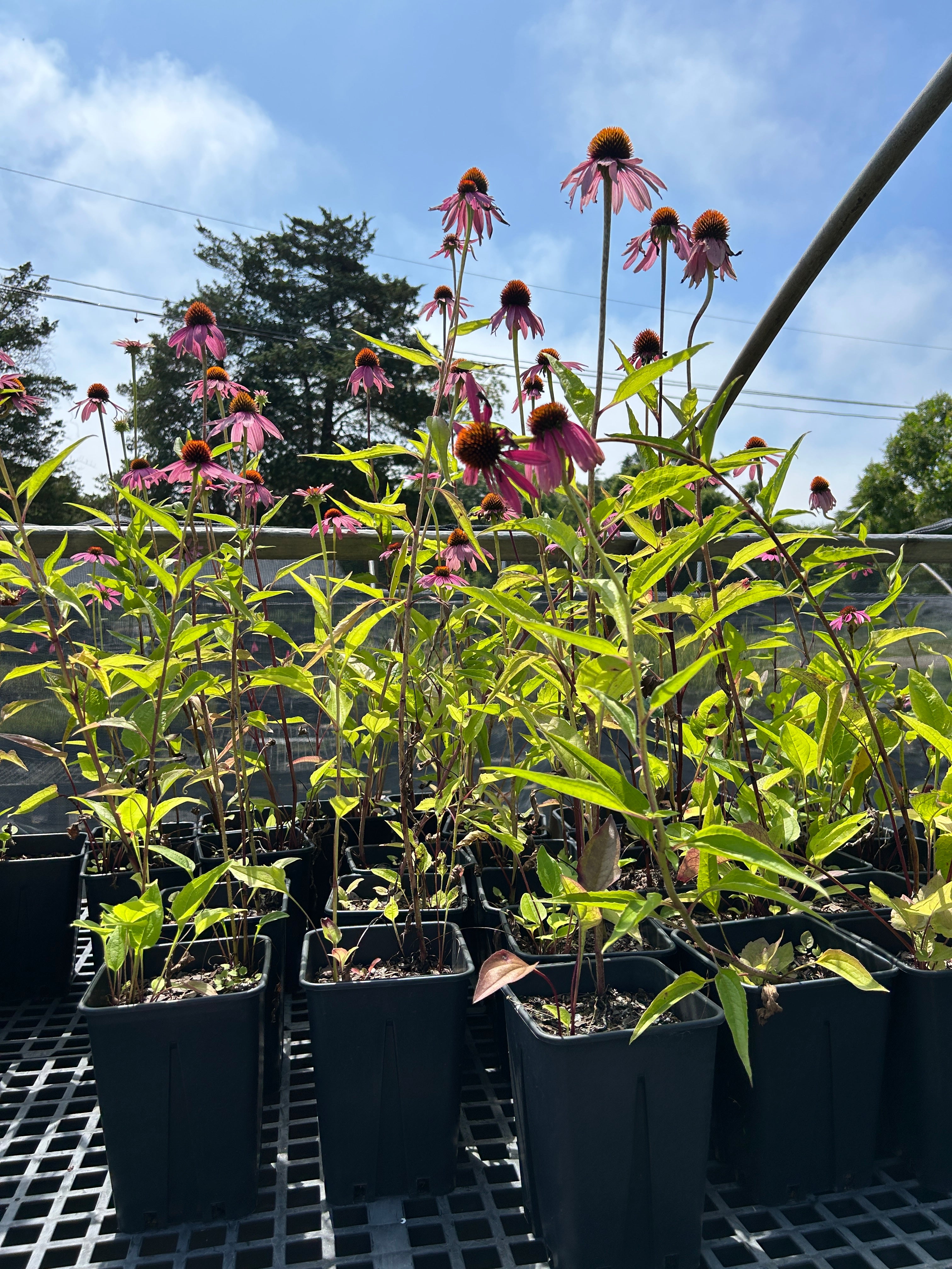 SALE: Echinacea purpurea