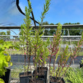 SALE: Symphyotrichum novae-angliae