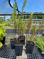 SALE: Symphyotrichum novae-angliae