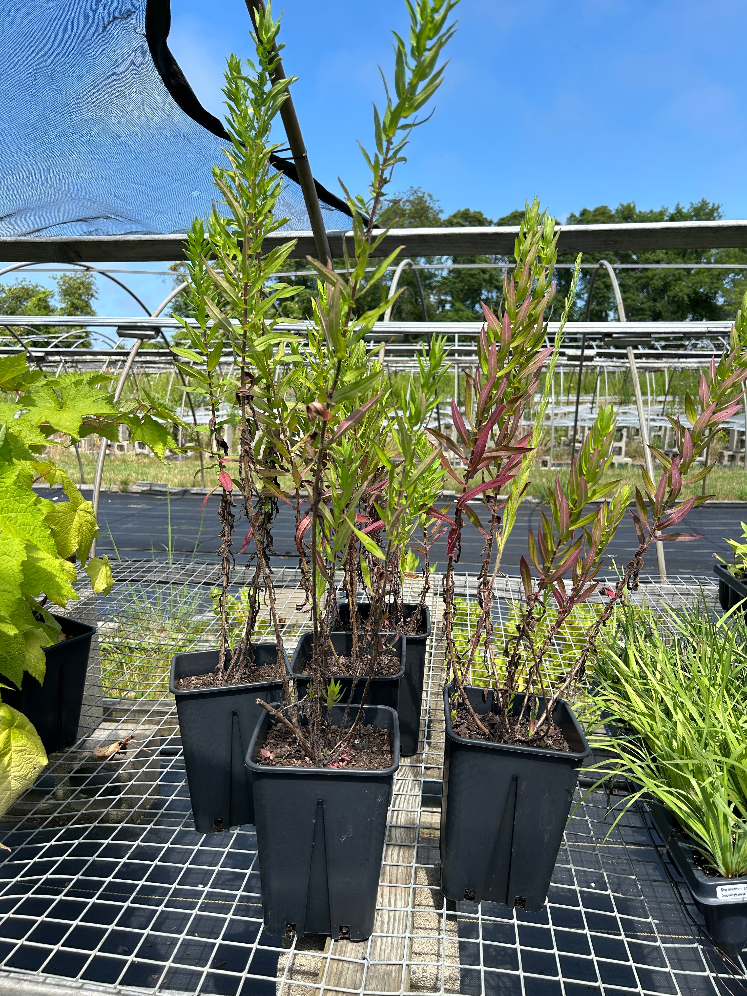 SALE: Symphyotrichum novae-angliae