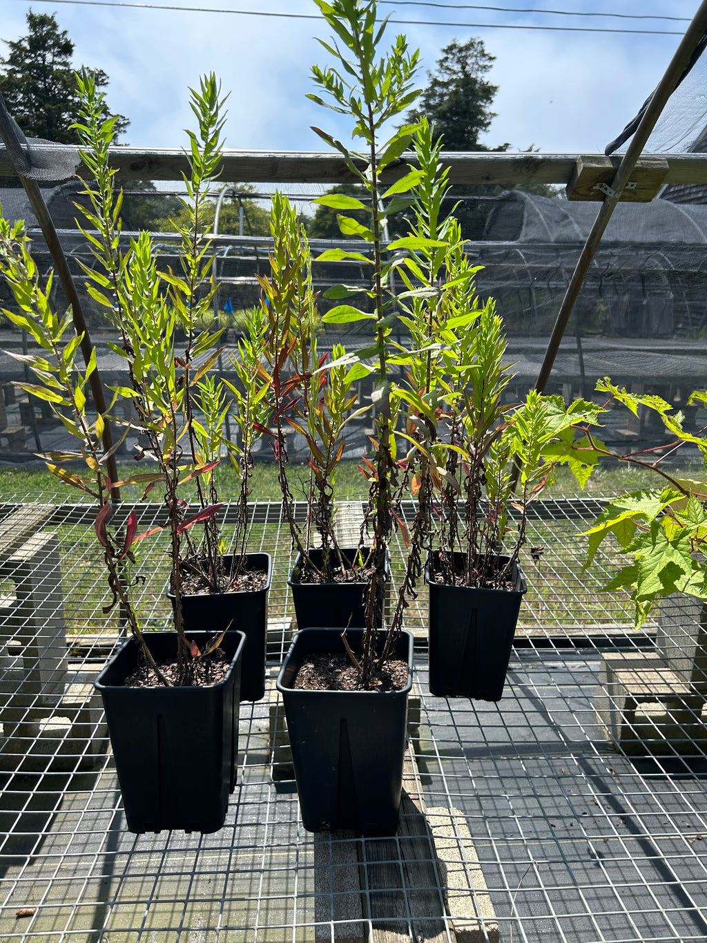 SALE: Symphyotrichum novae-angliae
