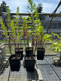 SALE: Symphyotrichum novae-angliae