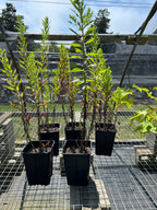 SALE: Symphyotrichum novae-angliae