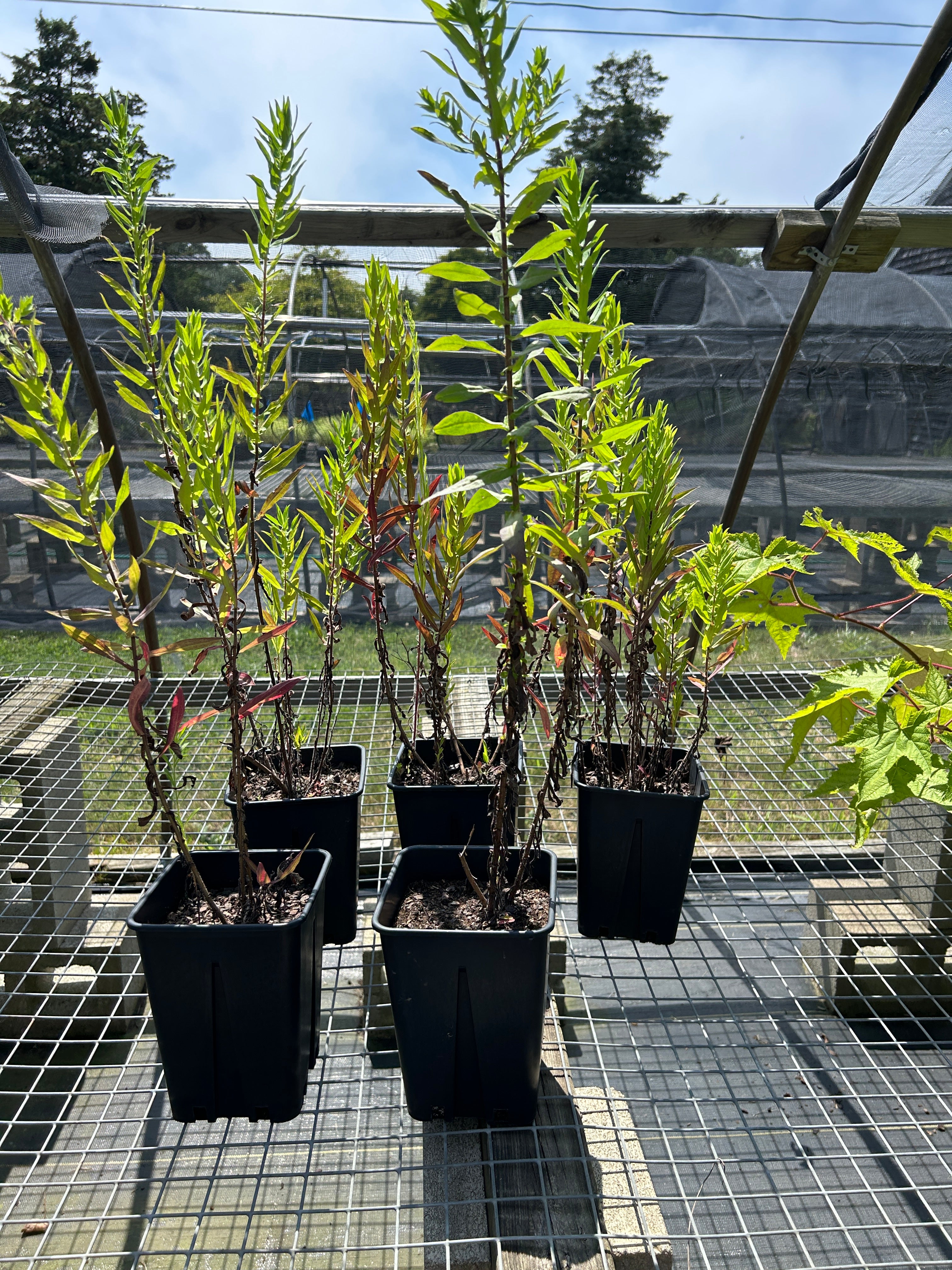 SALE: Symphyotrichum novae-angliae