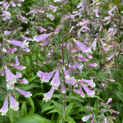 Penstemon hirsutus