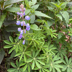 Lupinus perennis ssp. perennis