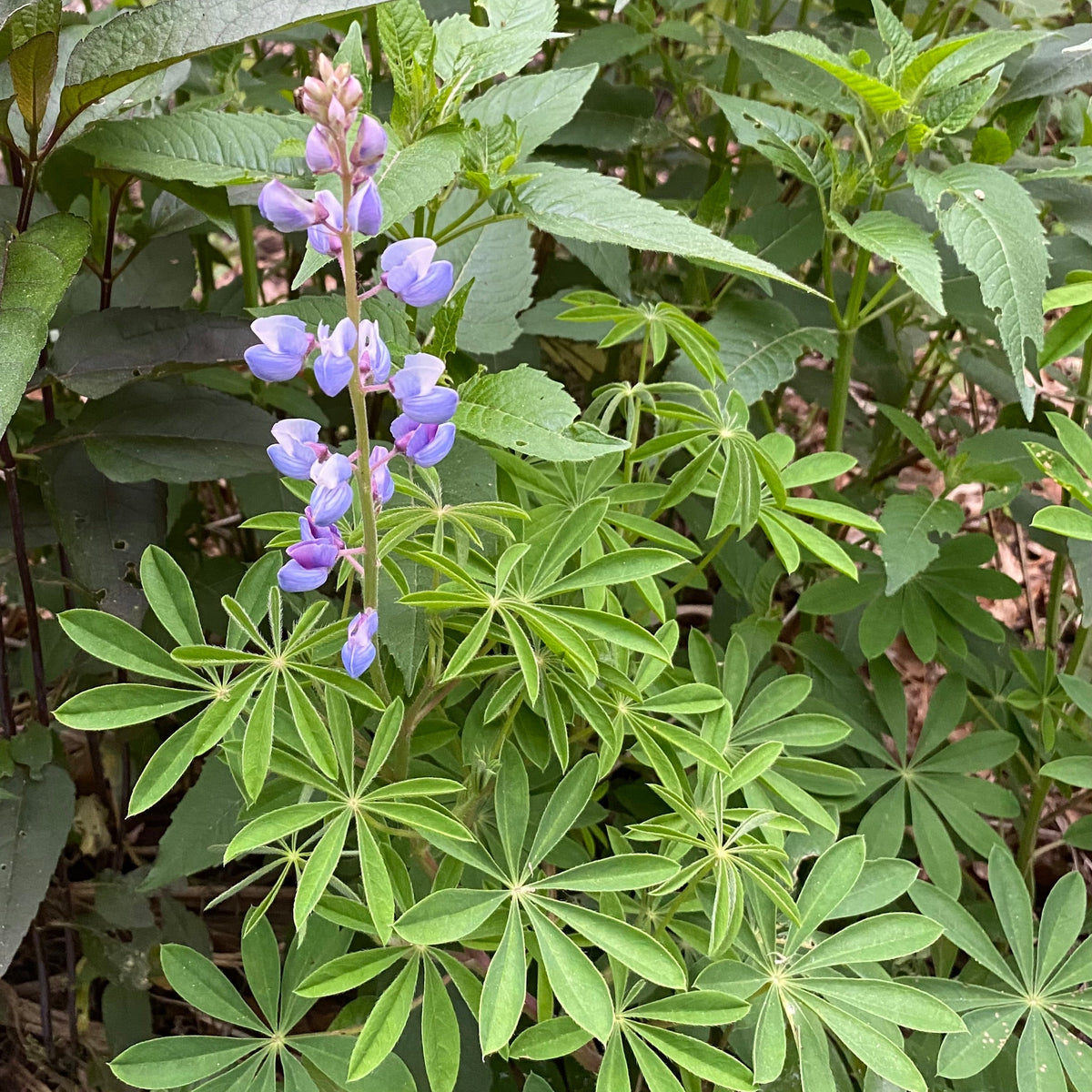 Lupinus perennis ssp. perennis
