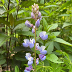 Lupinus perennis ssp. perennis