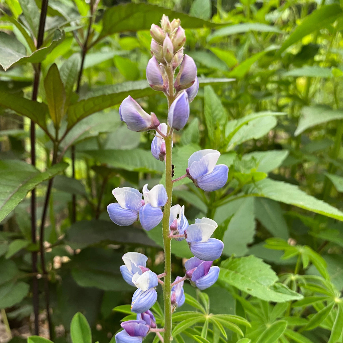 Lupinus perennis ssp. perennis