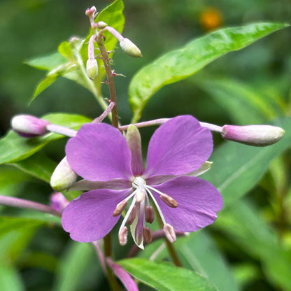 Chamerion angustifolium