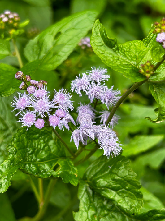 Conoclinium coelestinum