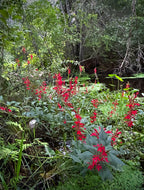 Lobelia cardinalis