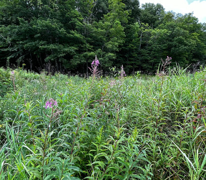 Chamerion angustifolium