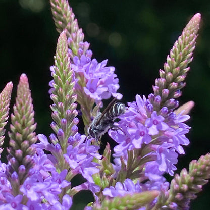 Verbena hastata