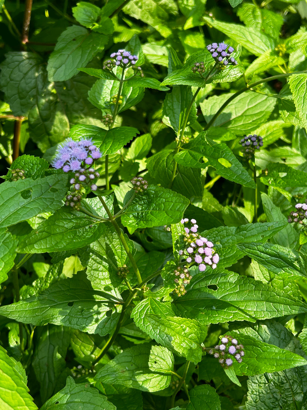 Conoclinium coelestinum