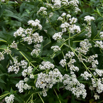 Eupatorium perfoliatum