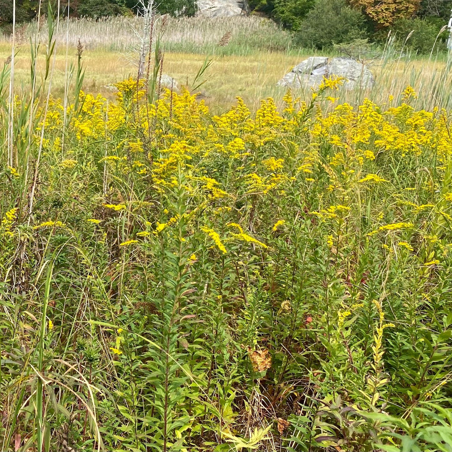 Solidago sempervirens