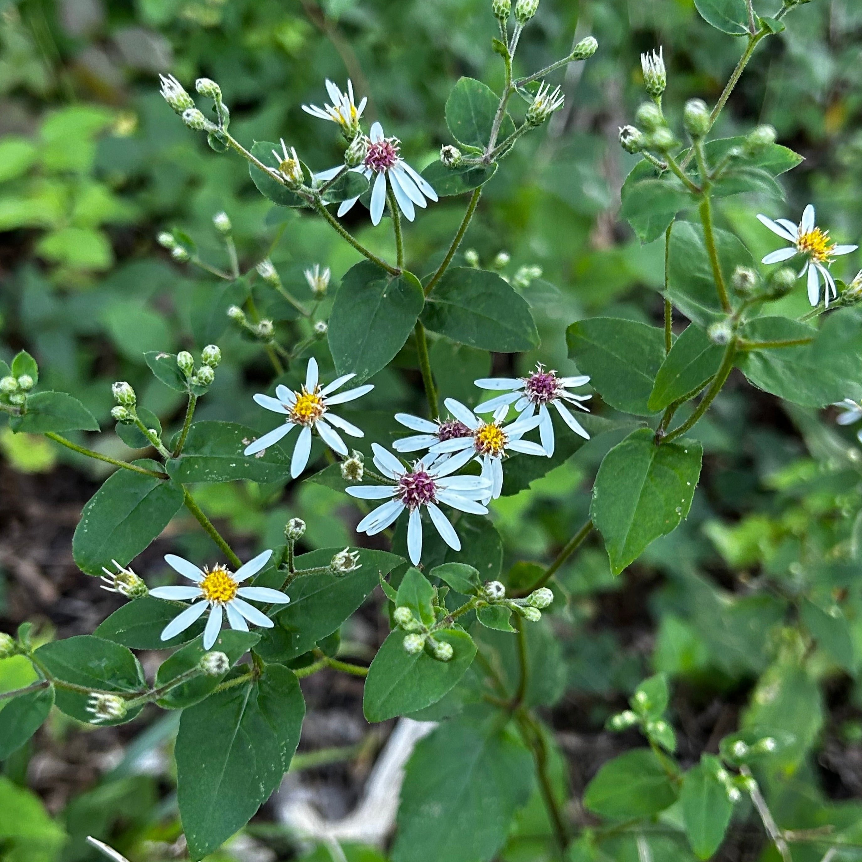 Eurybia divaricata