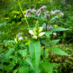 Chelone glabra