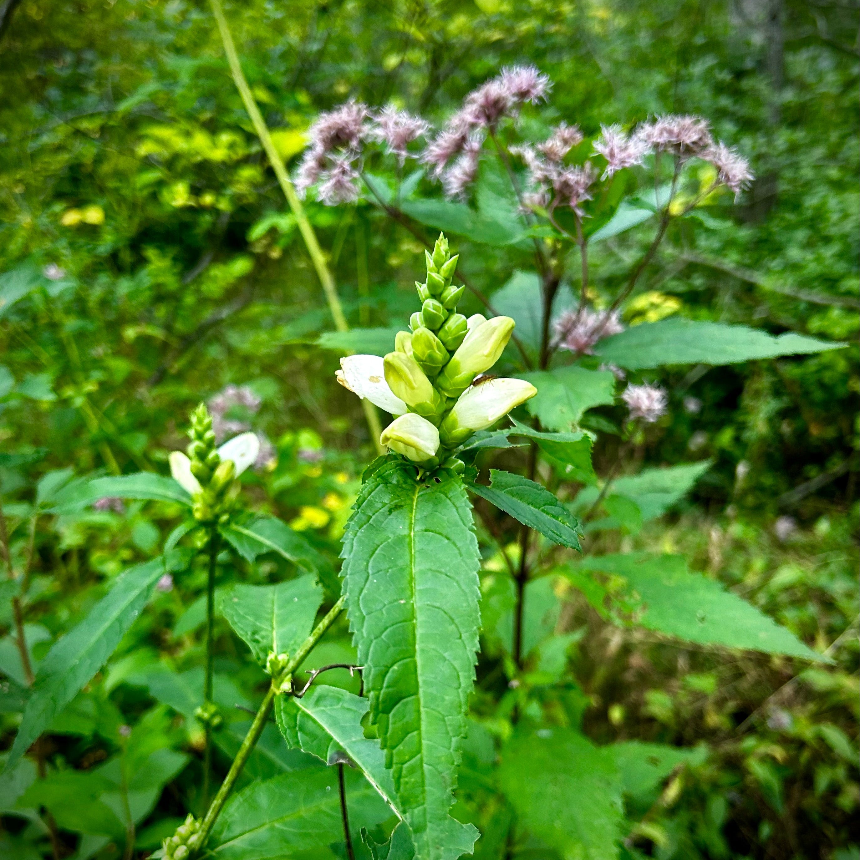 Chelone glabra