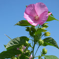 Hibiscus moscheutos