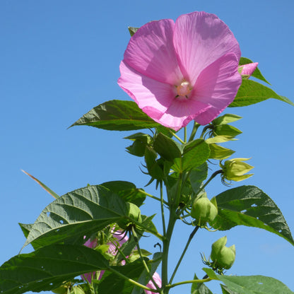 Hibiscus moscheutos