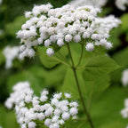 Ageratina altissima