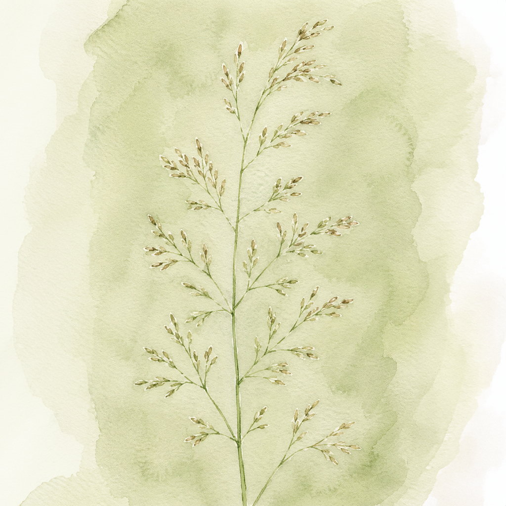 Agrostis perennans